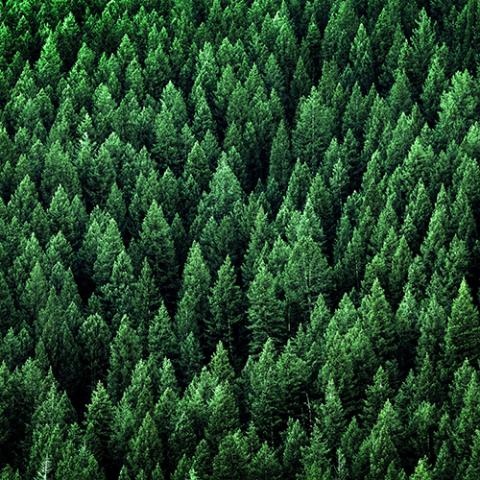 Pristine Pine Trees